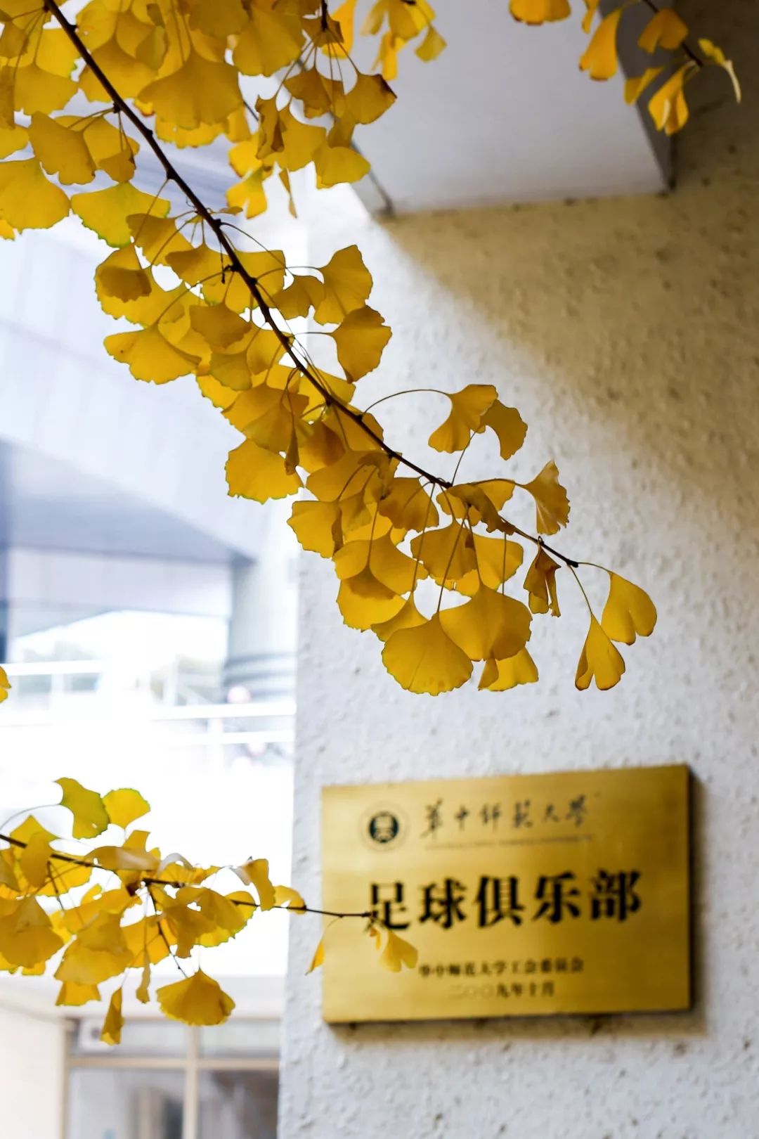 “妈，我在华师看了一场金黄色的雪！”