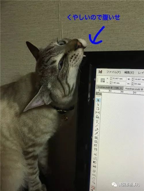 2018年在日推上“青史留名”的喵星人，引起舒适！