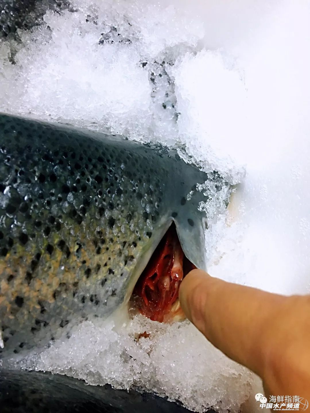 进口的三文鱼是新鲜的还是冷冻的,正宗挪威三文鱼购买渠道