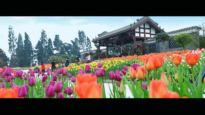 看雪、越野、摘草莓……元旦成都周边打卡指南get√