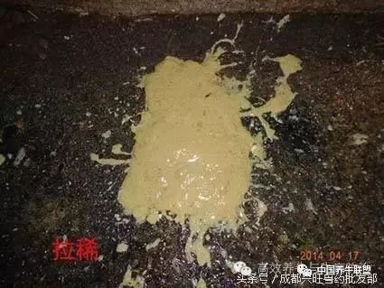 牛犊拉稀怎么防治,春季牛犊腹泻注意什么