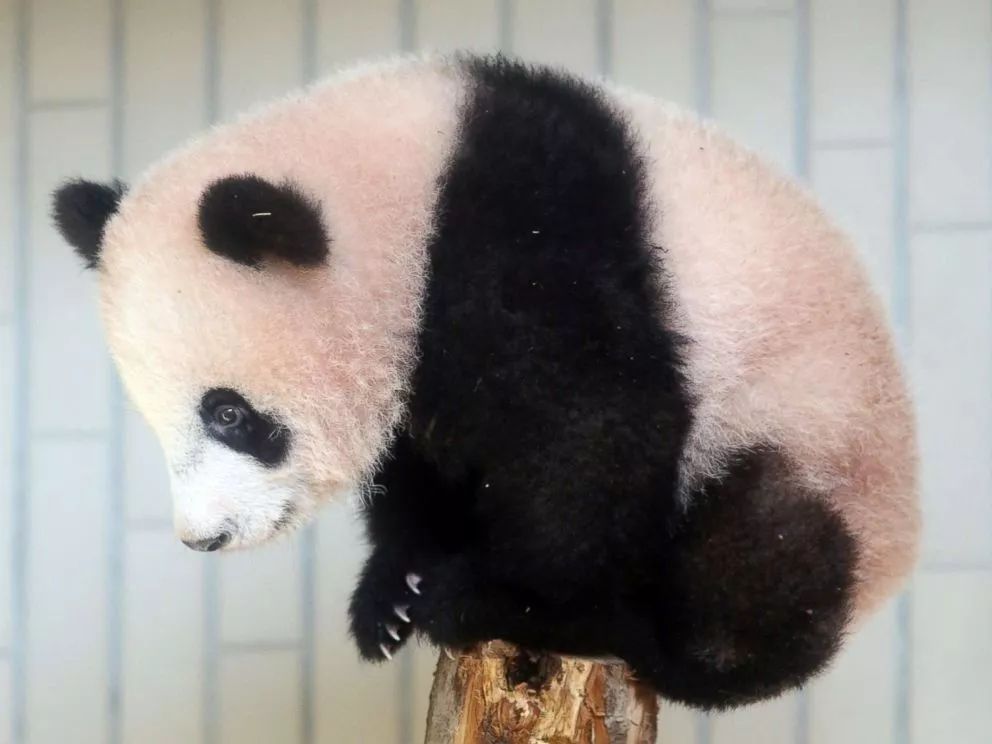 老外到底多喜欢熊猫,老外看中国大熊猫