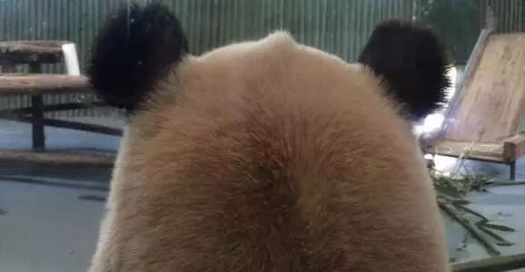 老外到底多喜欢熊猫,老外看中国大熊猫