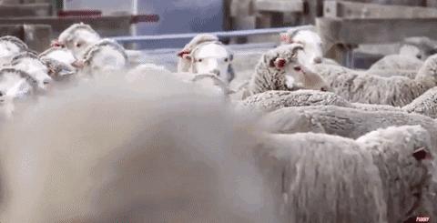 当完“羊倌”当“牛倌”高速交警有点忙