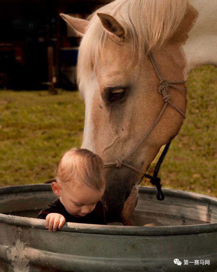 鬼马系列写真,马写真高清图片大全