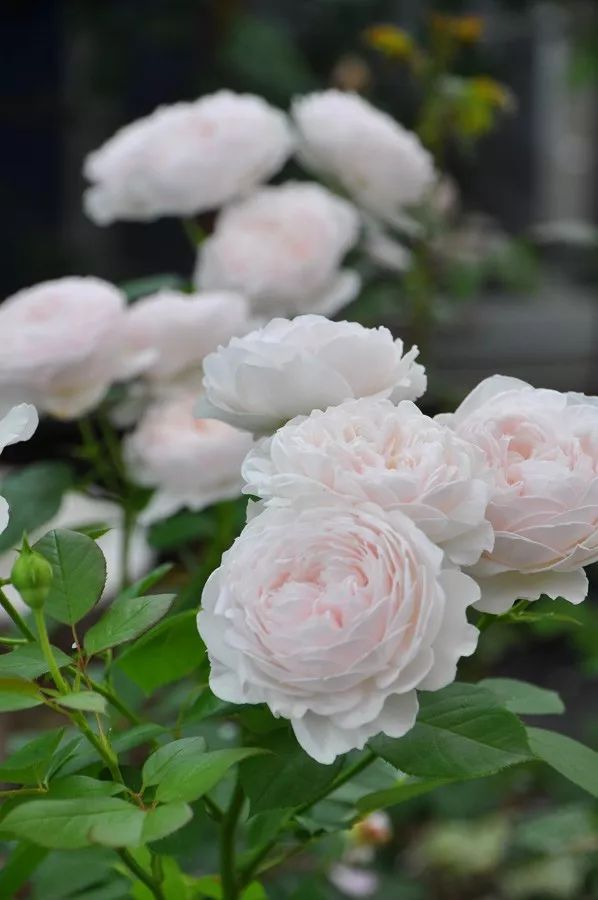 日本顶级微型月季,日本顶级盆栽大师