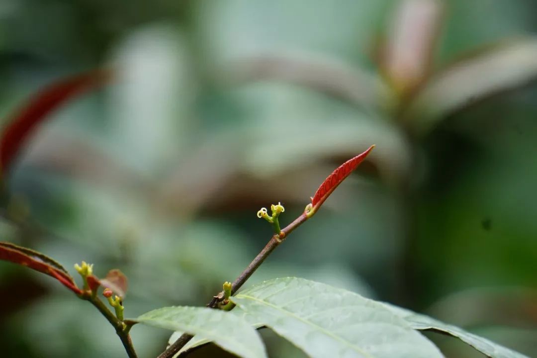 华南植物园吉祥花图片,华南植物园禾雀花观赏时间