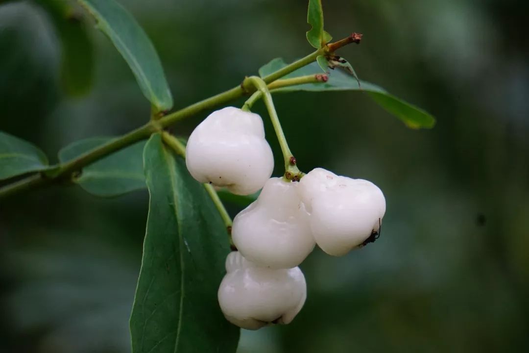 华南植物园吉祥花图片,华南植物园禾雀花观赏时间