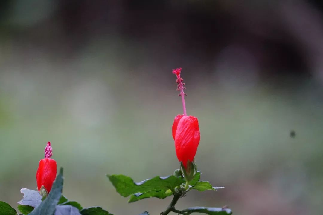 华南植物园吉祥花图片,华南植物园禾雀花观赏时间