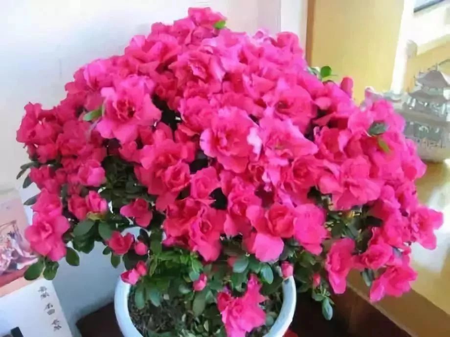 家里盆栽洋葱开花,洋葱盆栽开花