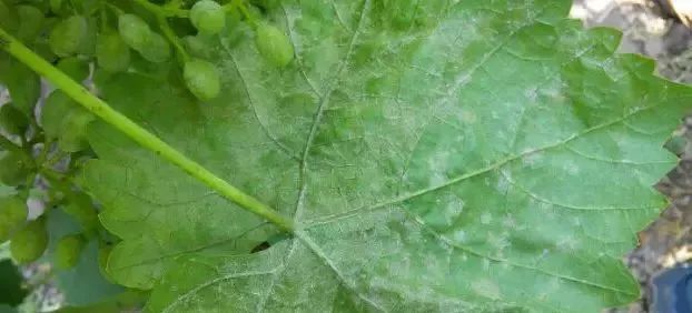 矿物油真的安全吗,为什么矿物油不建议用