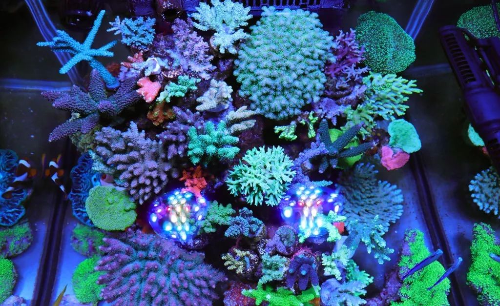 美爆了：高密度SPS经验分享