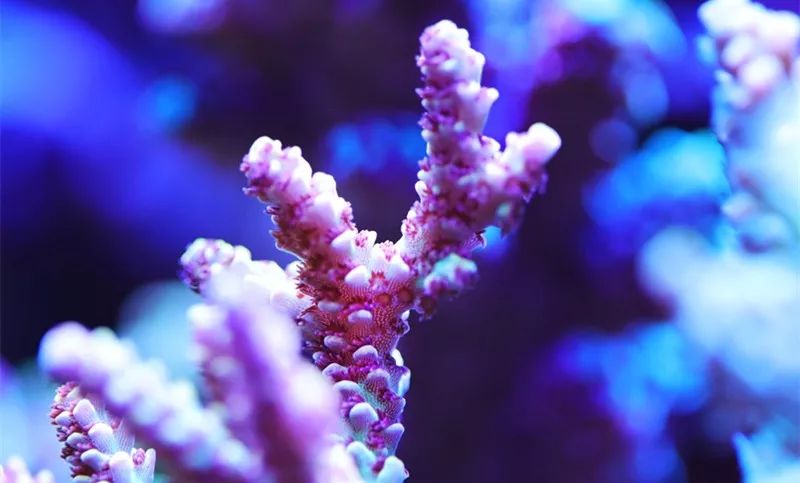 美爆了：高密度SPS经验分享