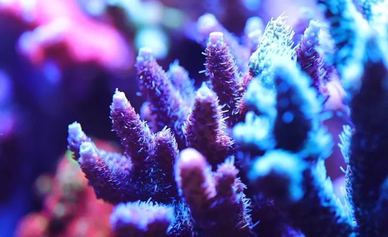 美爆了：高密度SPS经验分享