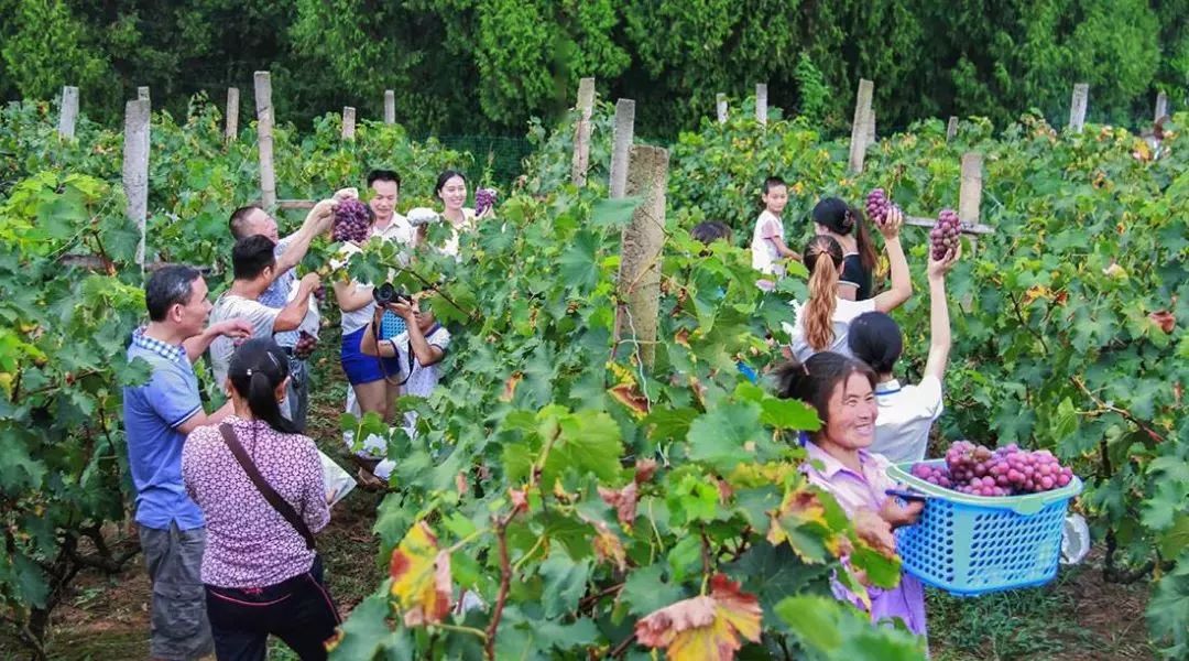 恩阳高考成绩喜报2023,恩阳高考成绩喜报