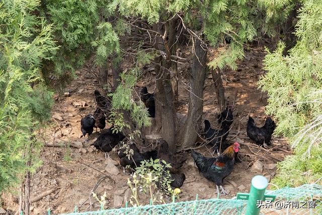 济南养猪第一人,济南电商前十名