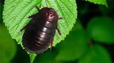 农村不可思议的东西,不可思议的新疆手工艺品