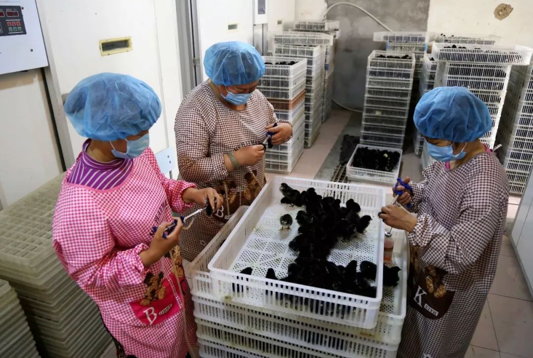 「兵地共建」奔跑在车尔臣河畔的“领头羊”