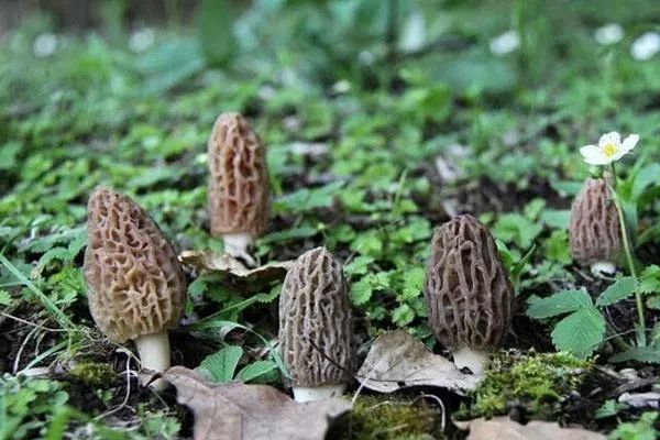 珍稀食用菌羊肚菌的人工栽培技术,羊肚菌是一种珍稀食用菌品种