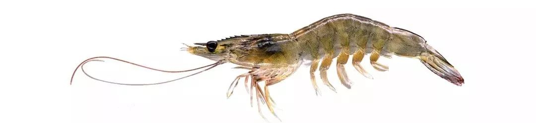 不认识这些海鲜，还敢说吃遍三亚？“三亚发布”能查海鲜限价哦～