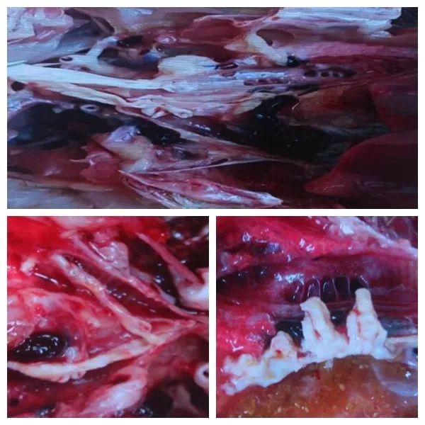 只要一出现栓塞，鸡必然有一个高伤亡