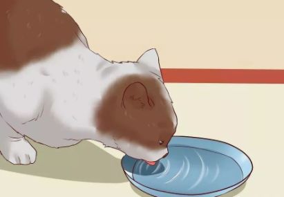 猫咪便秘吃肠道处方粮,猫咪便秘按摩肚子手法