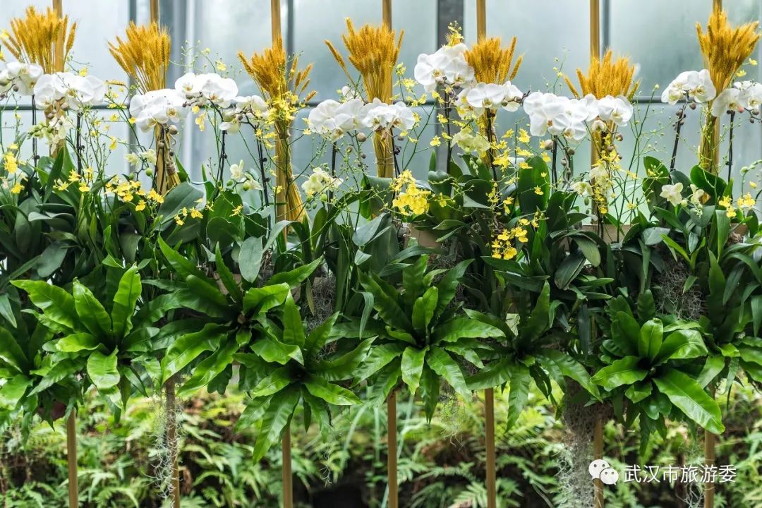 3月终于要放晴啦！出门赏花看剧，这里有攻略