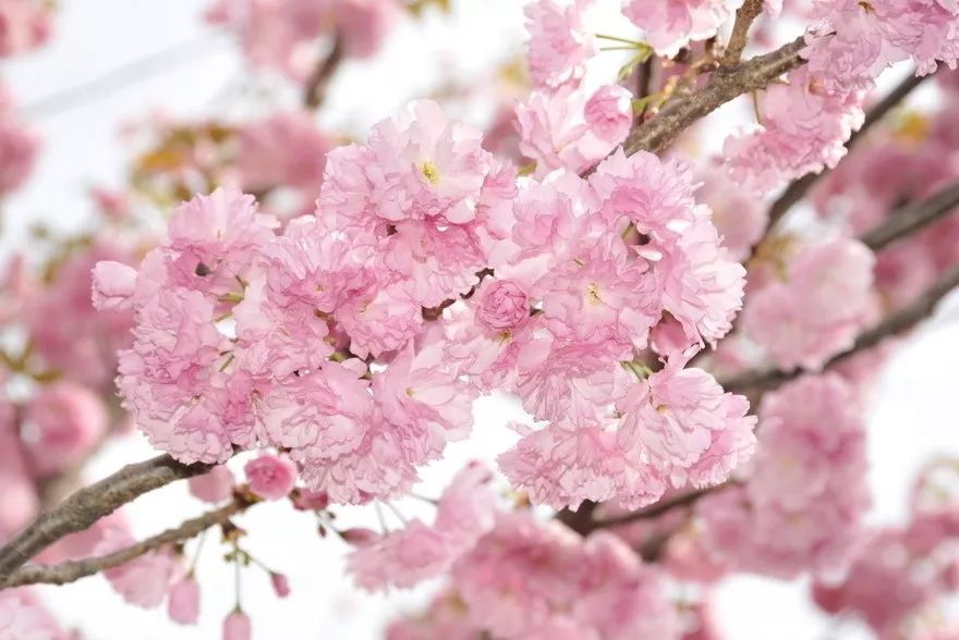 麻范儿好物｜祖玛珑、圣罗兰……一口气买齐6支“大牌”香水，只花了我四十几块！