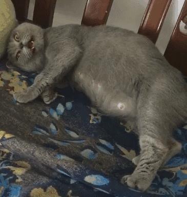 体温计最高温度为什么是42,体温计刻度只有42c正常吗