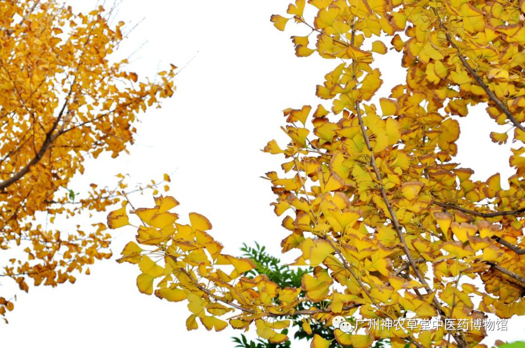 待春花烂漫赏樱花盛开,春花怒放等你来