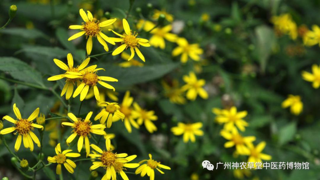 待春花烂漫赏樱花盛开,春花怒放等你来