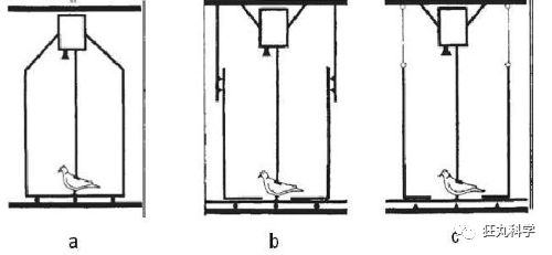 在鸡头装摄像头当稳定器,给鸡头安摄像头