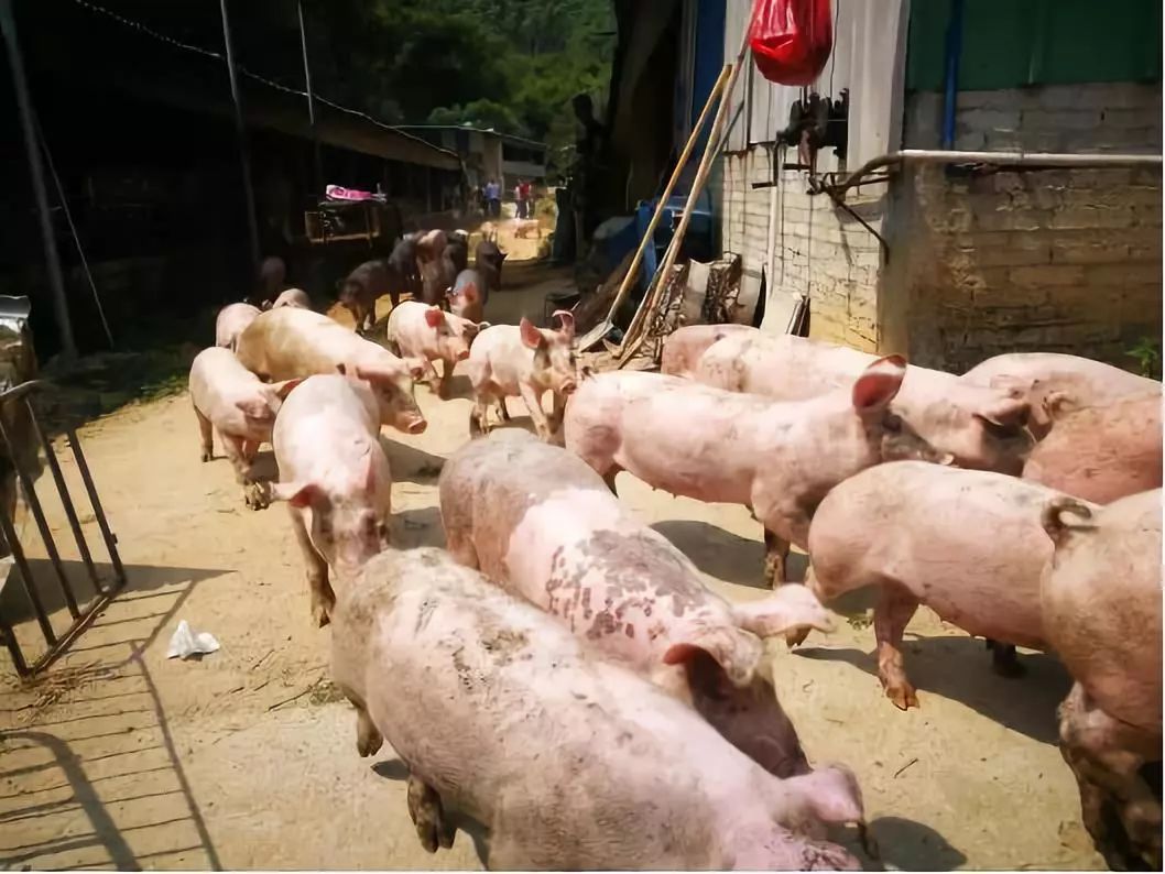 广东省饮用水源保护管理,广东支援汕头抗洪救灾