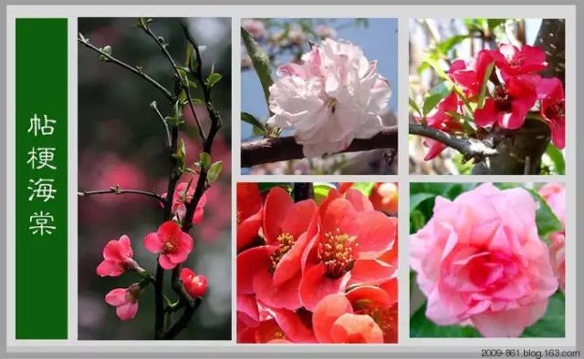 最全花品种,史上最简单的十种花