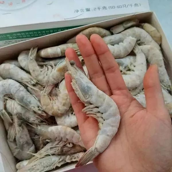 盘点被网红带火的几种网红虾,网红虾到底好不好