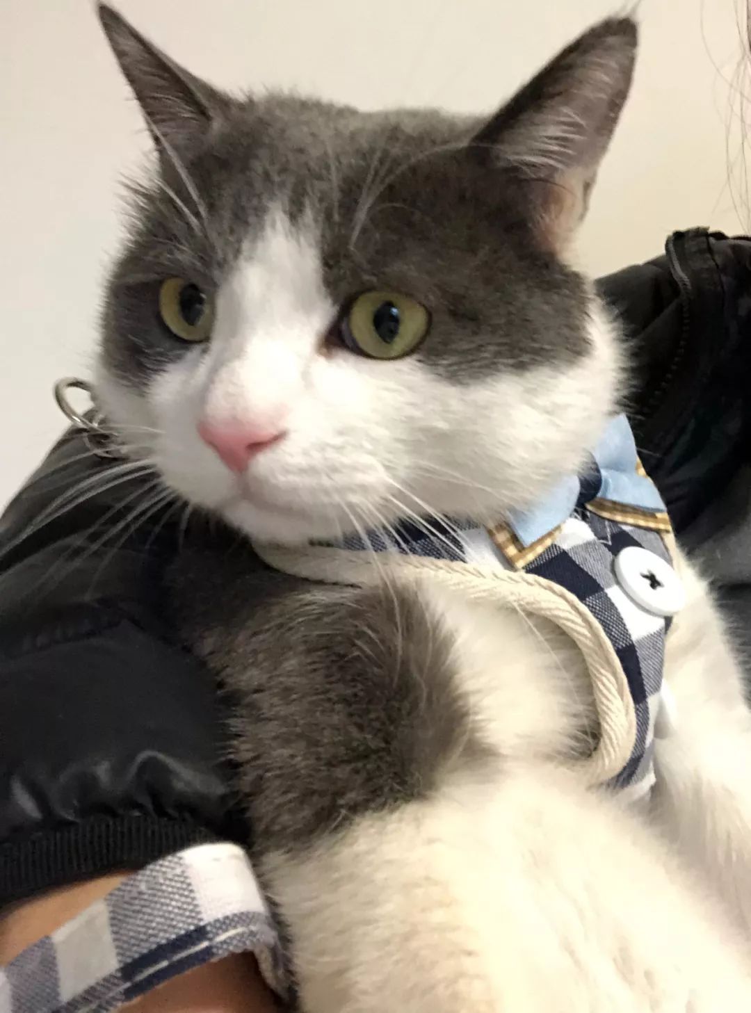 别人家的猫怎么都这么可爱啊,为什么别人的猫都是蠢萌可爱