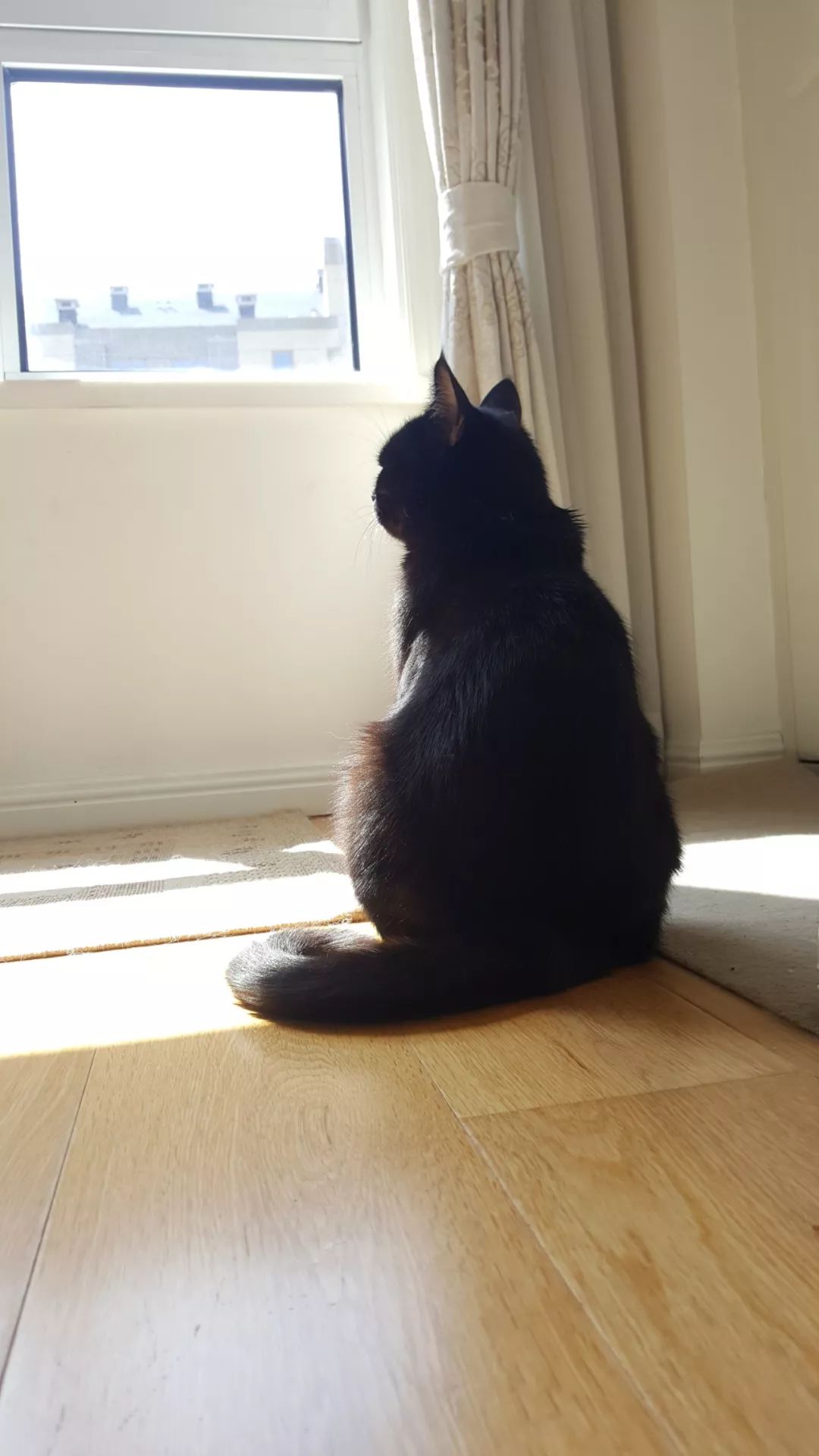 别人家的猫怎么都这么可爱啊,为什么别人的猫都是蠢萌可爱