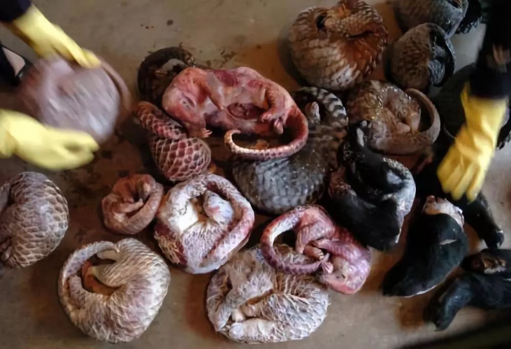 从孟晚舟回国谈祖国的强大,从孟晚舟事件引发的思考