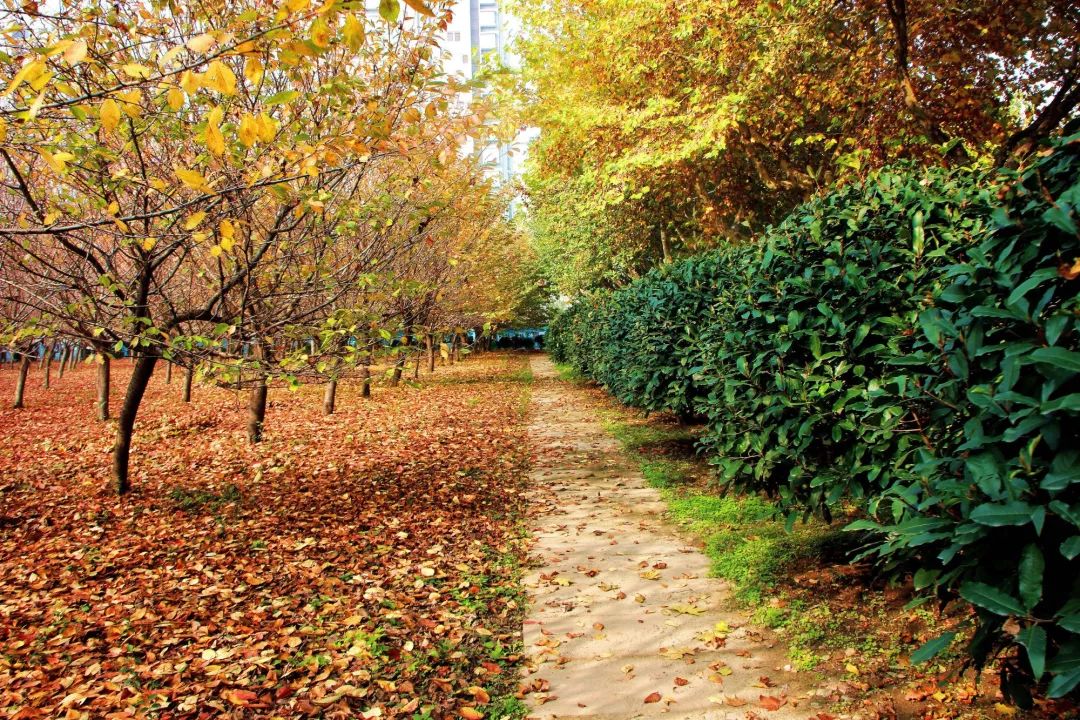 全国第47，全省第3丨陕西国防职院告诉你“啥是佩奇”