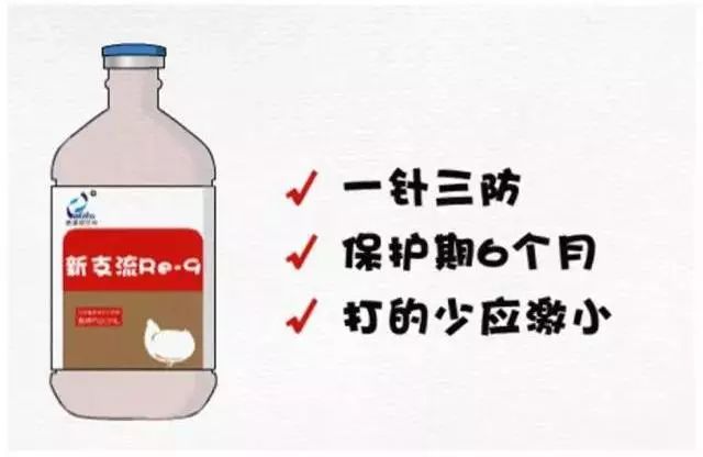 为什么养殖人喜欢用通威,普莱柯猪瘟疫苗免疫期