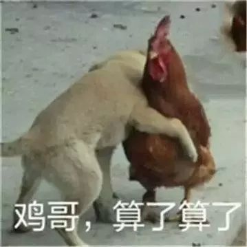 在鸡头装摄像头当稳定器,给鸡头安摄像头