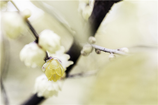 岁寒三友诗句松竹梅,关于梅兰竹菊和岁寒三友的诗句