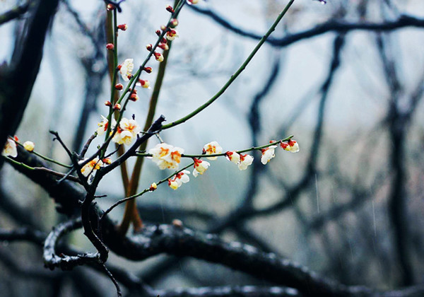 岁寒三友梅花诗词,岁寒三友诗句松竹梅