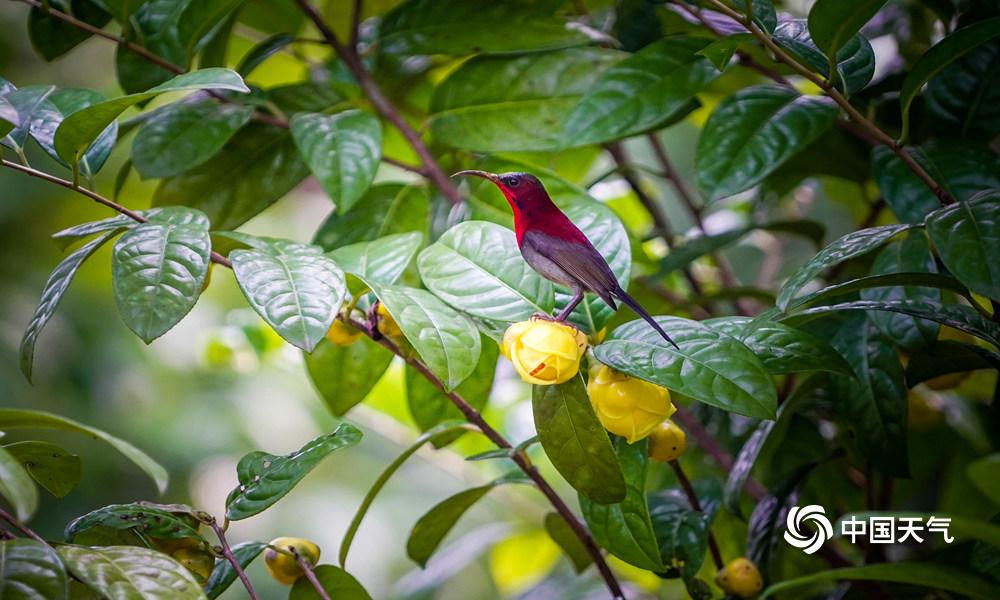 金花茶盛开,钦州茶花皇后金花茶