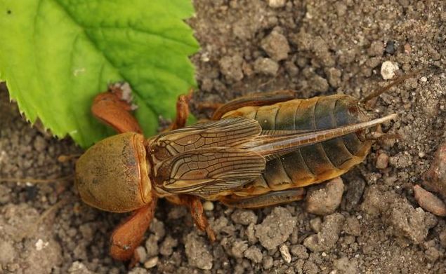 8种农药防治蔬菜害虫的药效试验,蔬菜害虫最佳防治方法