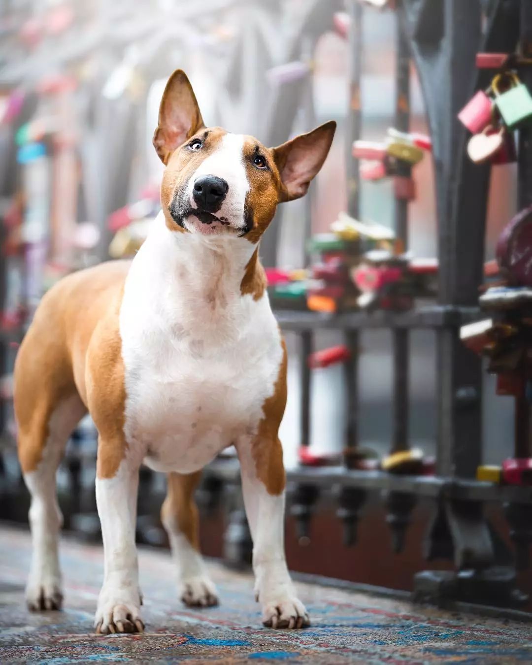 狗眼睛干眼症怎么治,狗得了干眼症怎么办