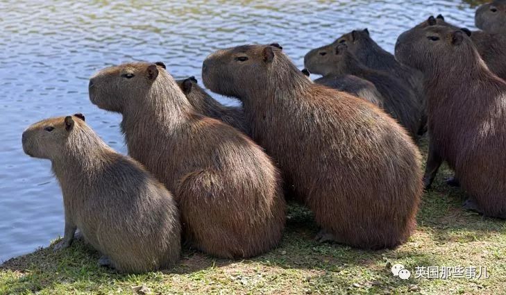 野生大熊猫凶残的一面蜜袋鼯,蜜袋鼯和龙猫哪个寿命比较长