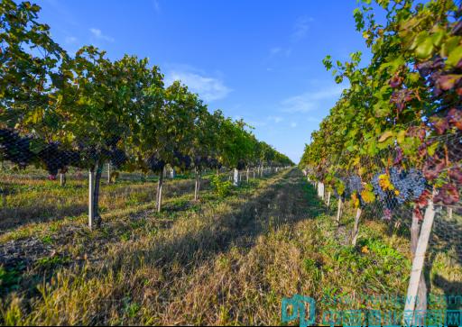 面向大海，春暖花开——龙亭酒庄