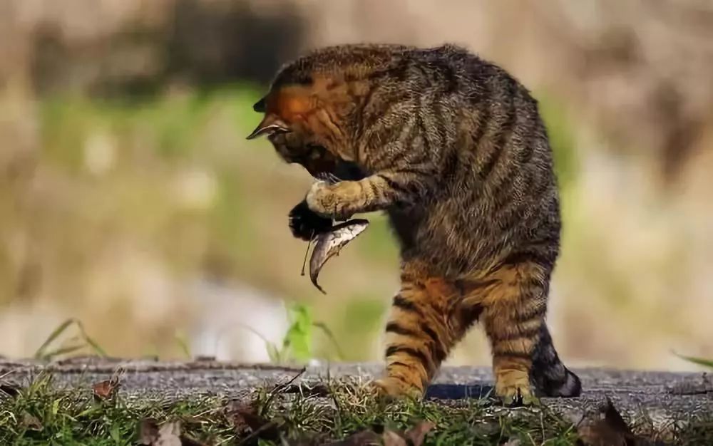 为什么猫吃鱼不会扎嗓子,为什么猫吃鱼不怕刺