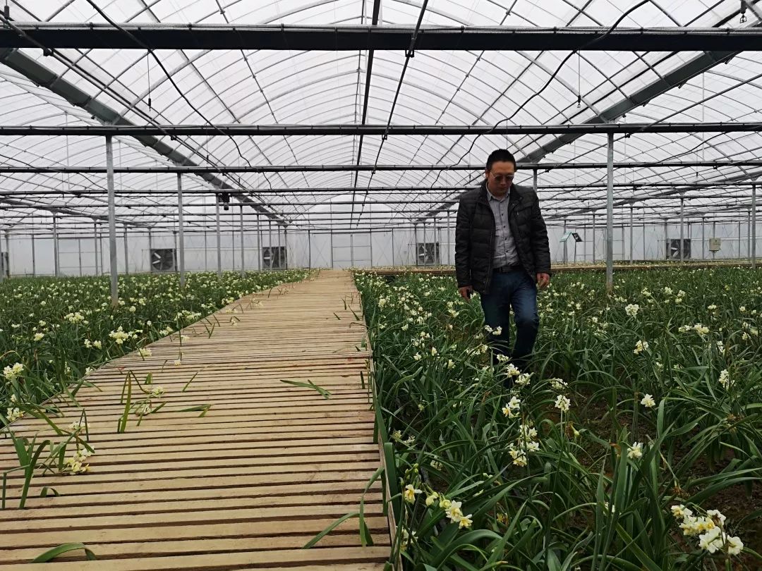 沪郊冬魅｜寒冬岁杪，清供一盆馨香，又到一年水仙时